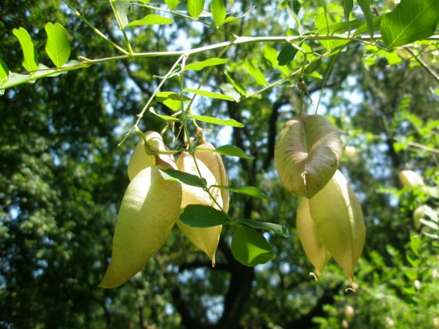 Image of Colutea arborescens specimen.