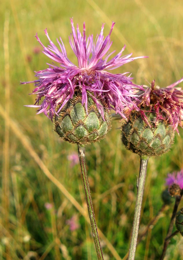 Image of Centaurea apiculata specimen.