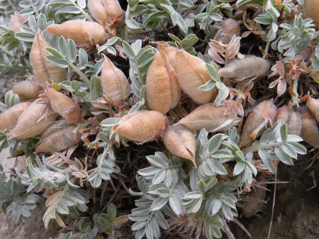 Image of Oxytropis tragacanthoides specimen.