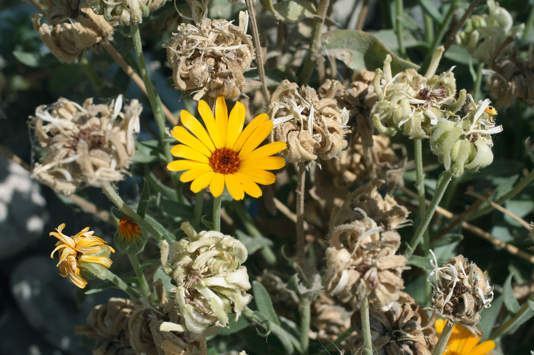 Image of Calendula officinalis specimen.