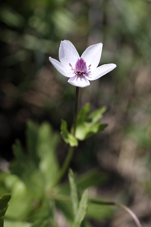 Изображение особи Anemone tschernaewii.