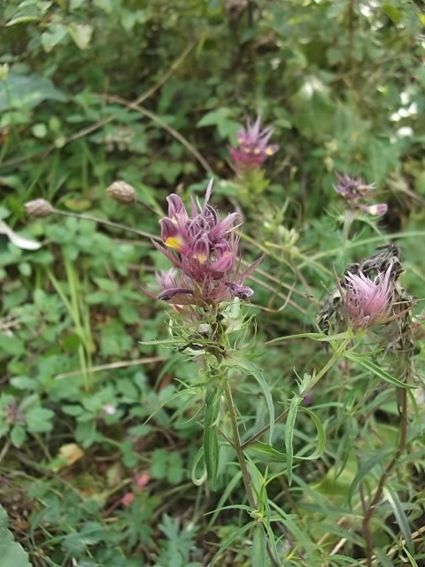 Image of Melampyrum arvense specimen.