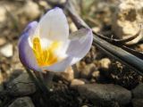 Crocus tauricus