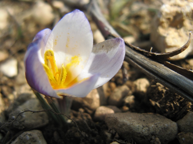 Изображение особи Crocus tauricus.