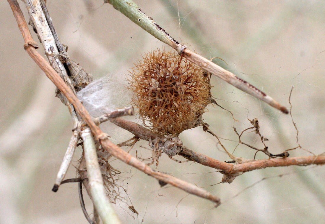 Image of Calligonum litwinowii specimen.