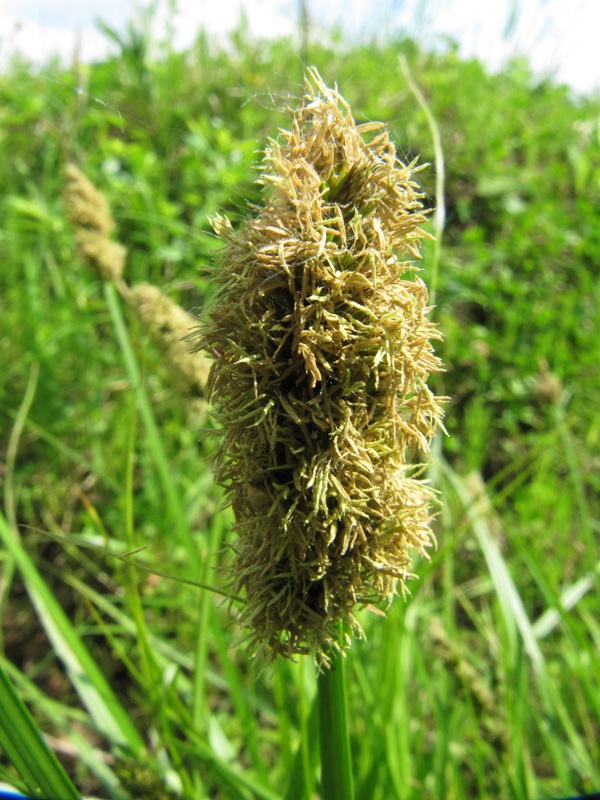 Изображение особи Carex vulpina.