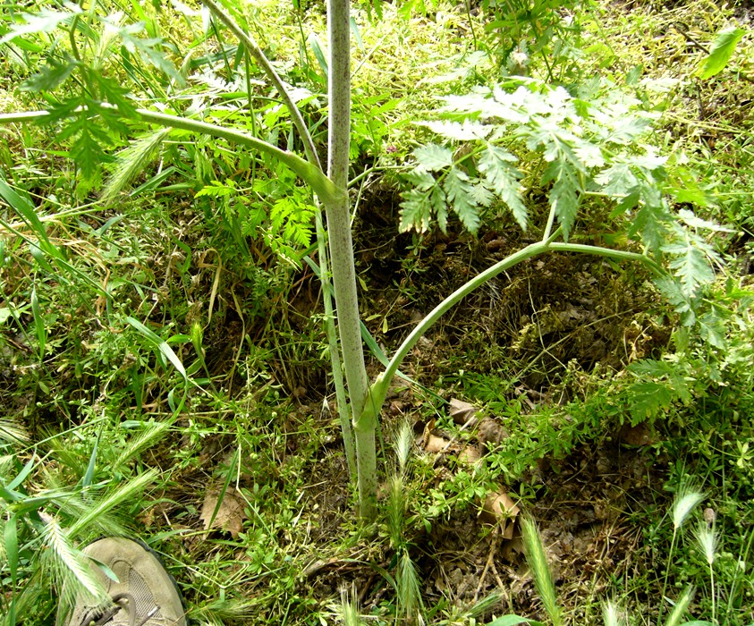 Image of Conium maculatum specimen.