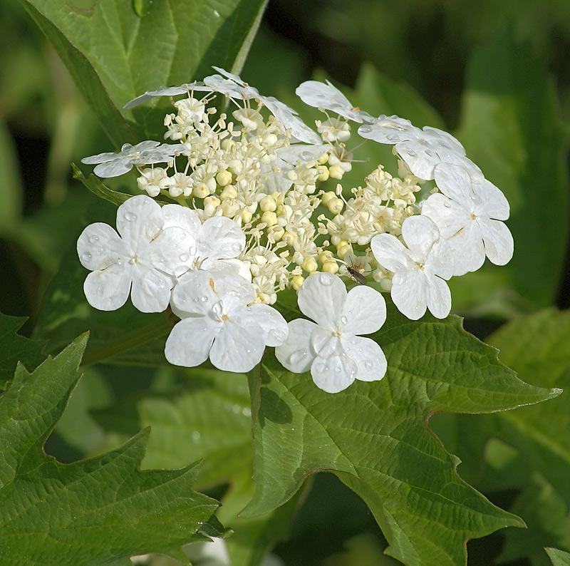 Image of Viburnum opulus specimen.