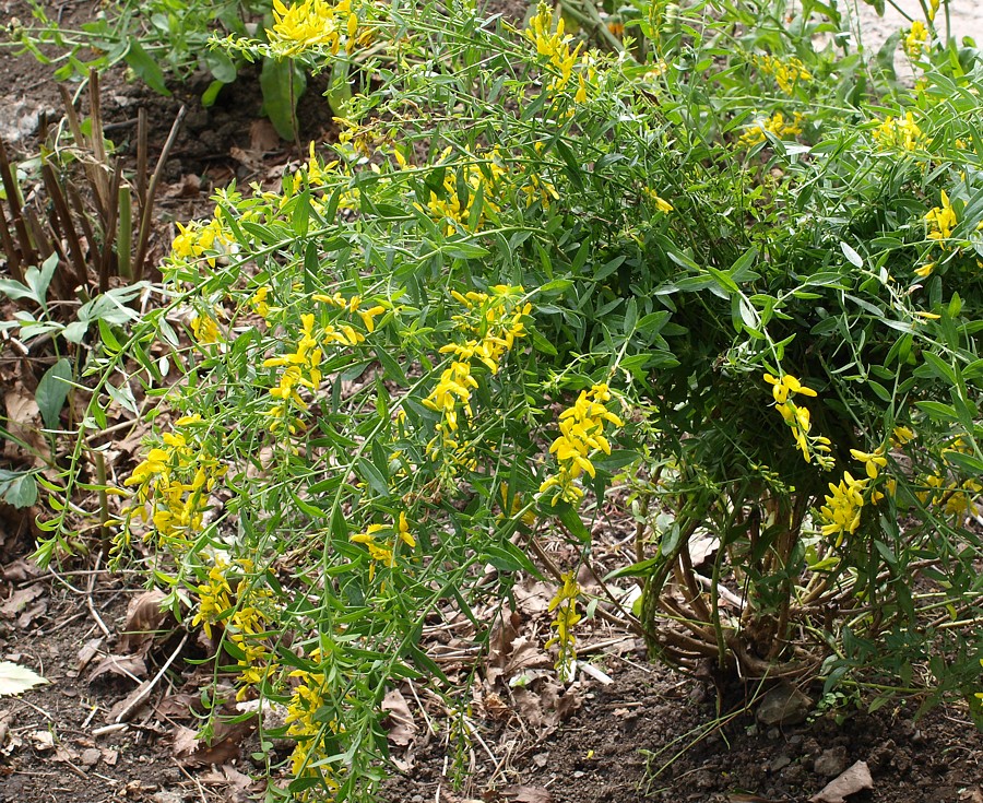 Image of Genista tinctoria specimen.