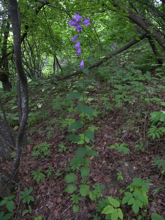 Image of Campanula latifolia specimen.