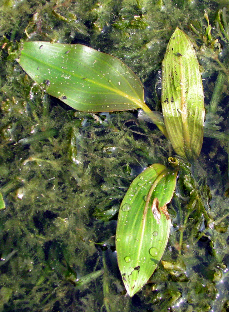 Image of Potamogeton nodosus specimen.