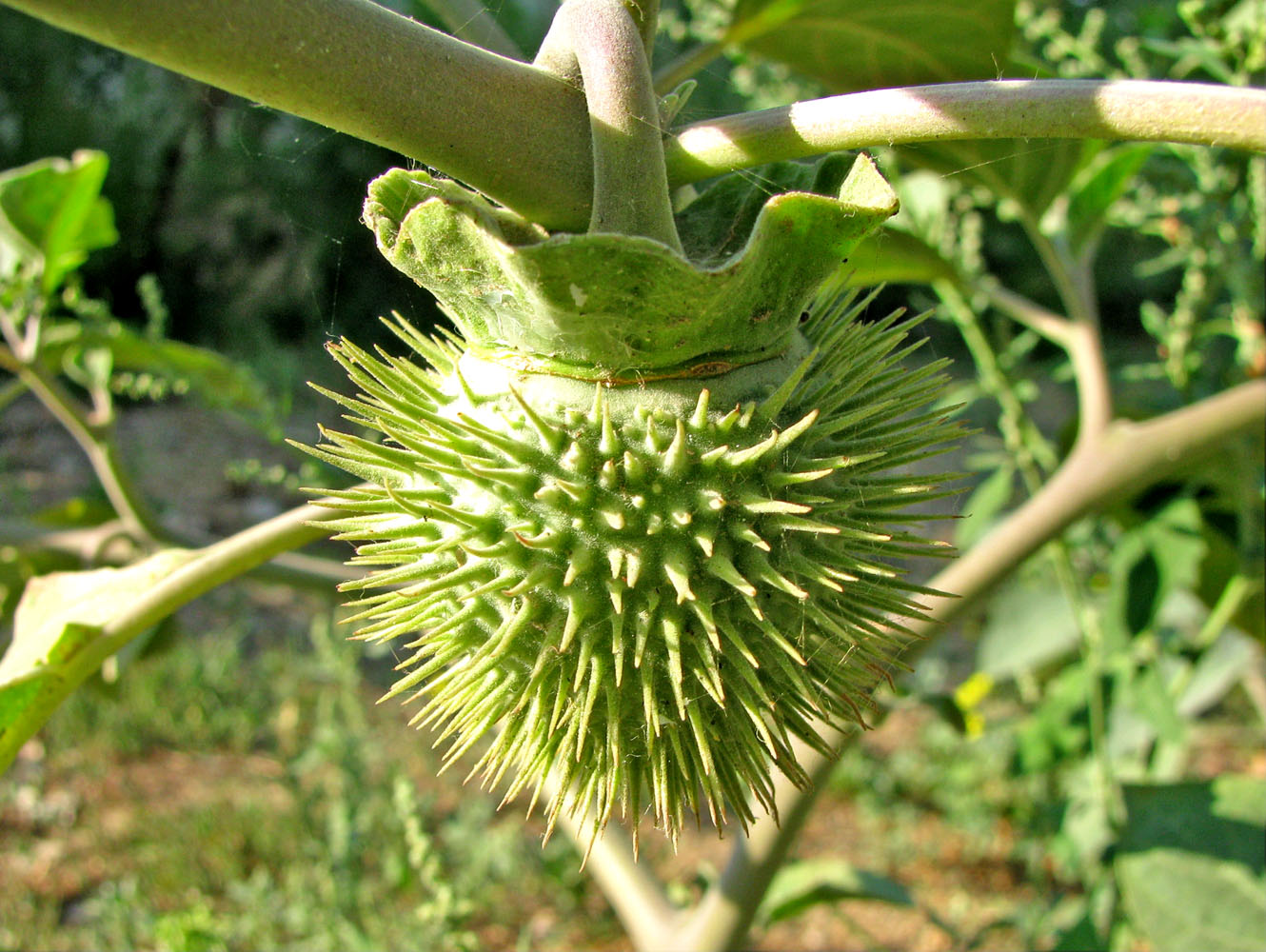 Image of Datura wrightii specimen.