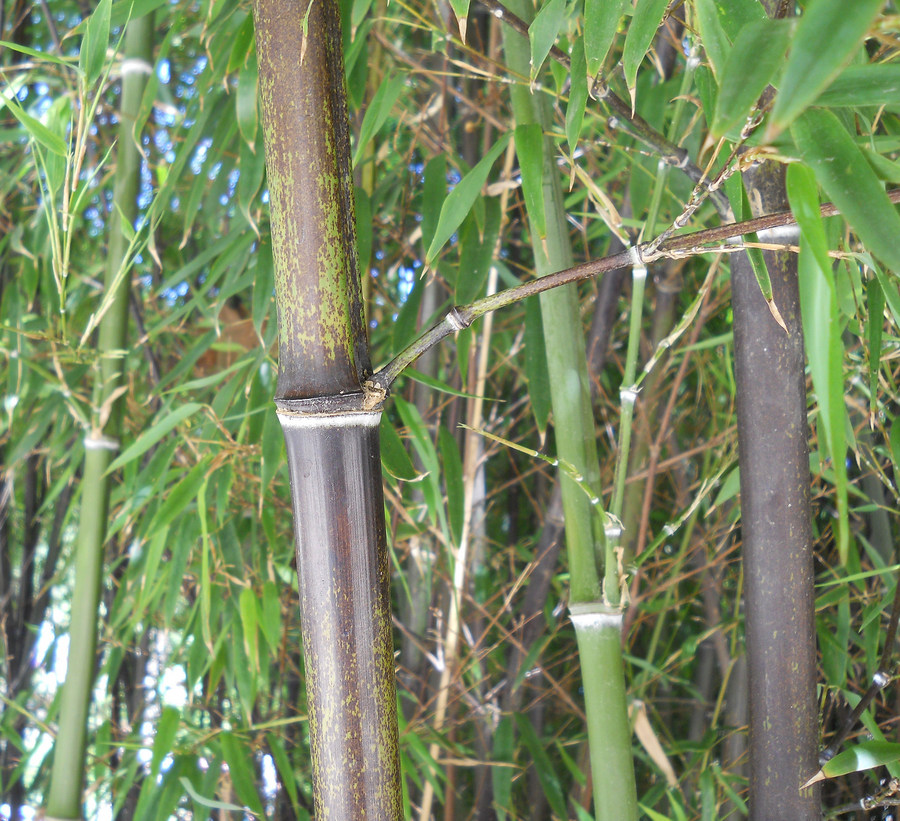 Image of Phyllostachys nigra specimen.