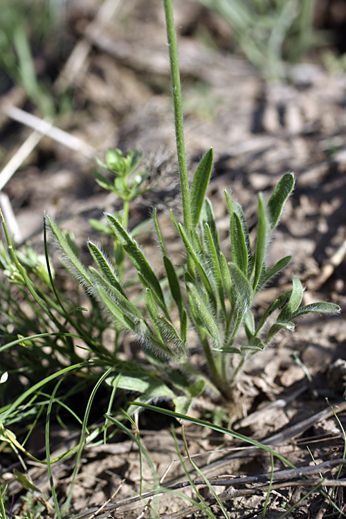 Image of genus Ranunculus specimen.