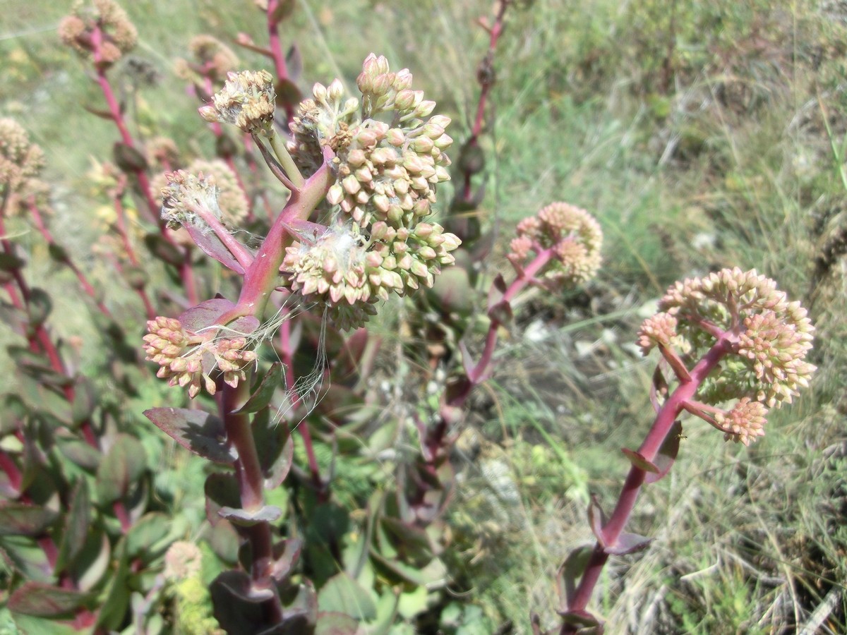 Image of Hylotelephium caucasicum specimen.