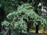 Loropetalum chinense. Цветущее дерево. Сочи, дендрарий. 16.03.2009.