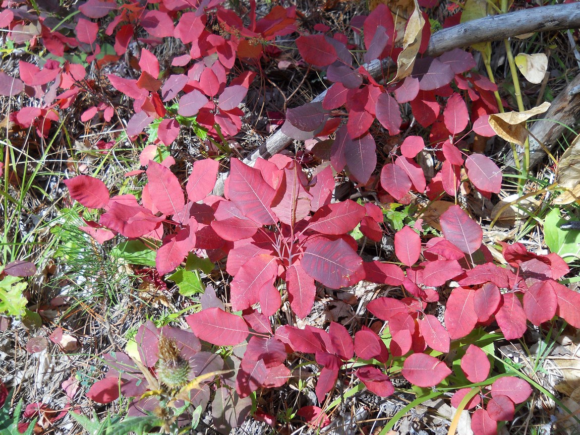 Image of Cotinus coggygria specimen.