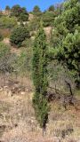 Cupressus sempervirens. Дерево. Южный Берег Крыма, окр. Балаклавы. 9 октября 2012 г.