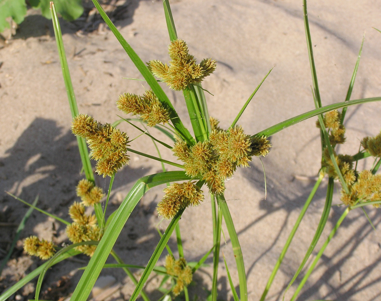 Image of Cyperus glomeratus specimen.