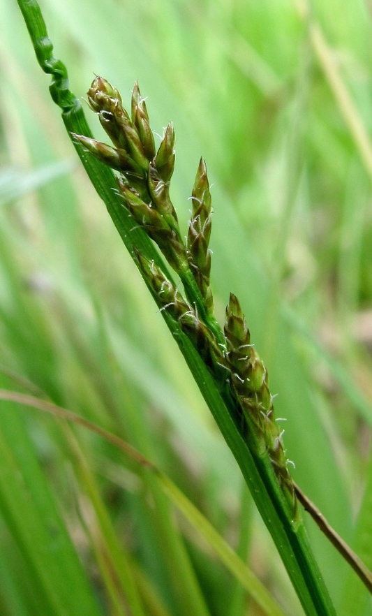 Изображение особи Carex elongata.