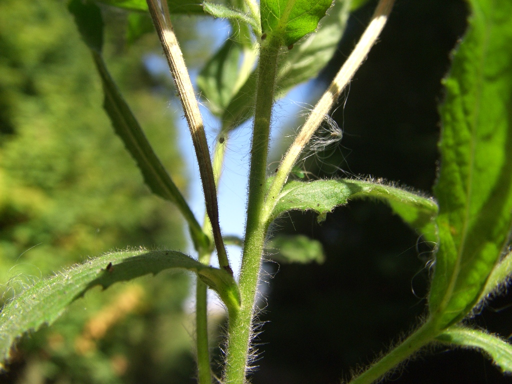 Image of Epilobium hirsutum specimen.