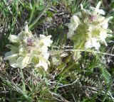 Pedicularis armena