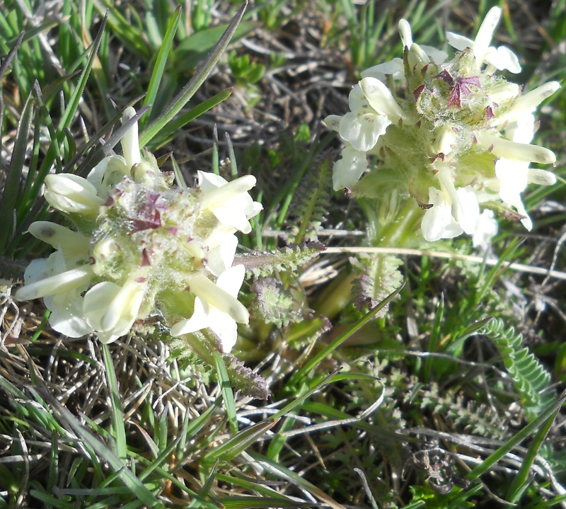 Image of Pedicularis armena specimen.