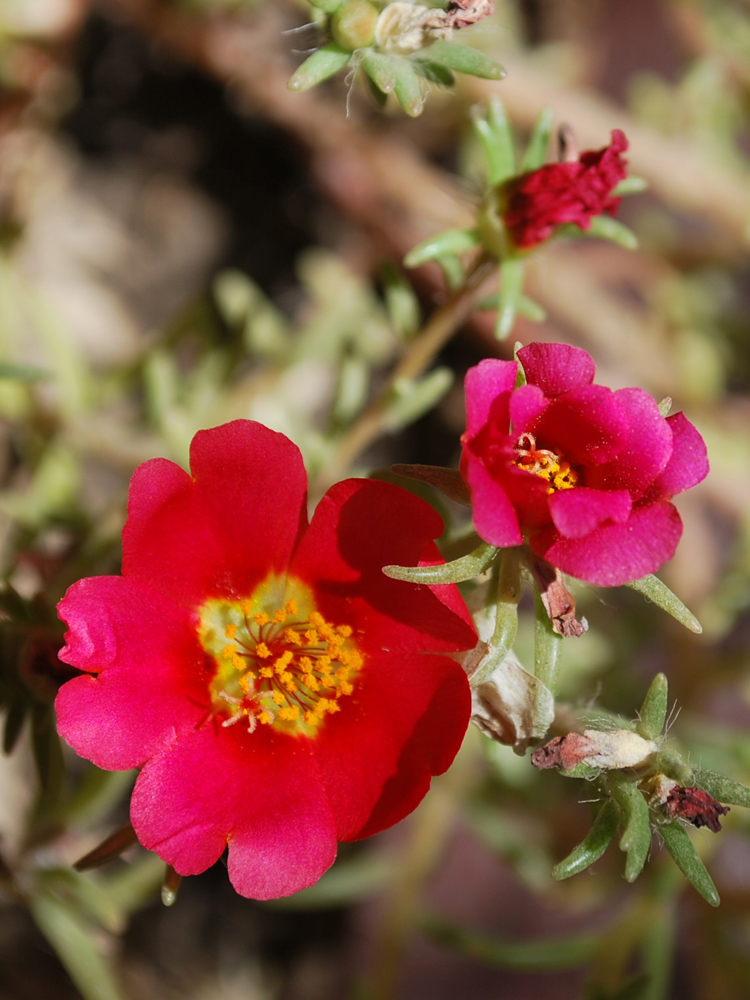 Image of Portulaca grandiflora specimen.