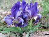 Iris pumila