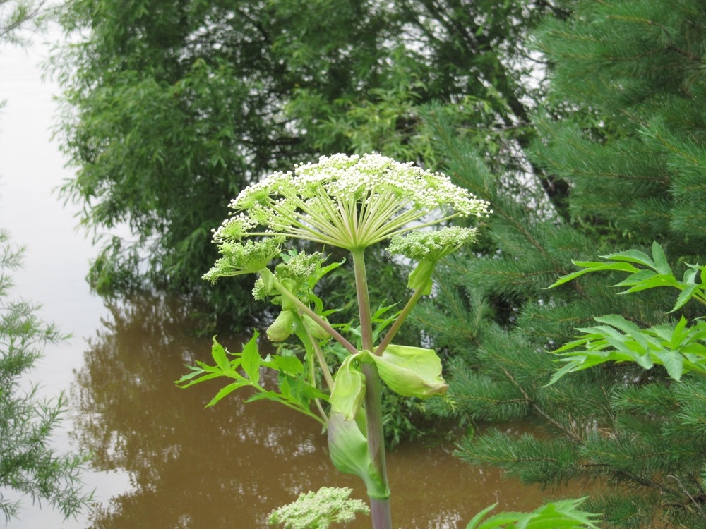 Image of genus Angelica specimen.