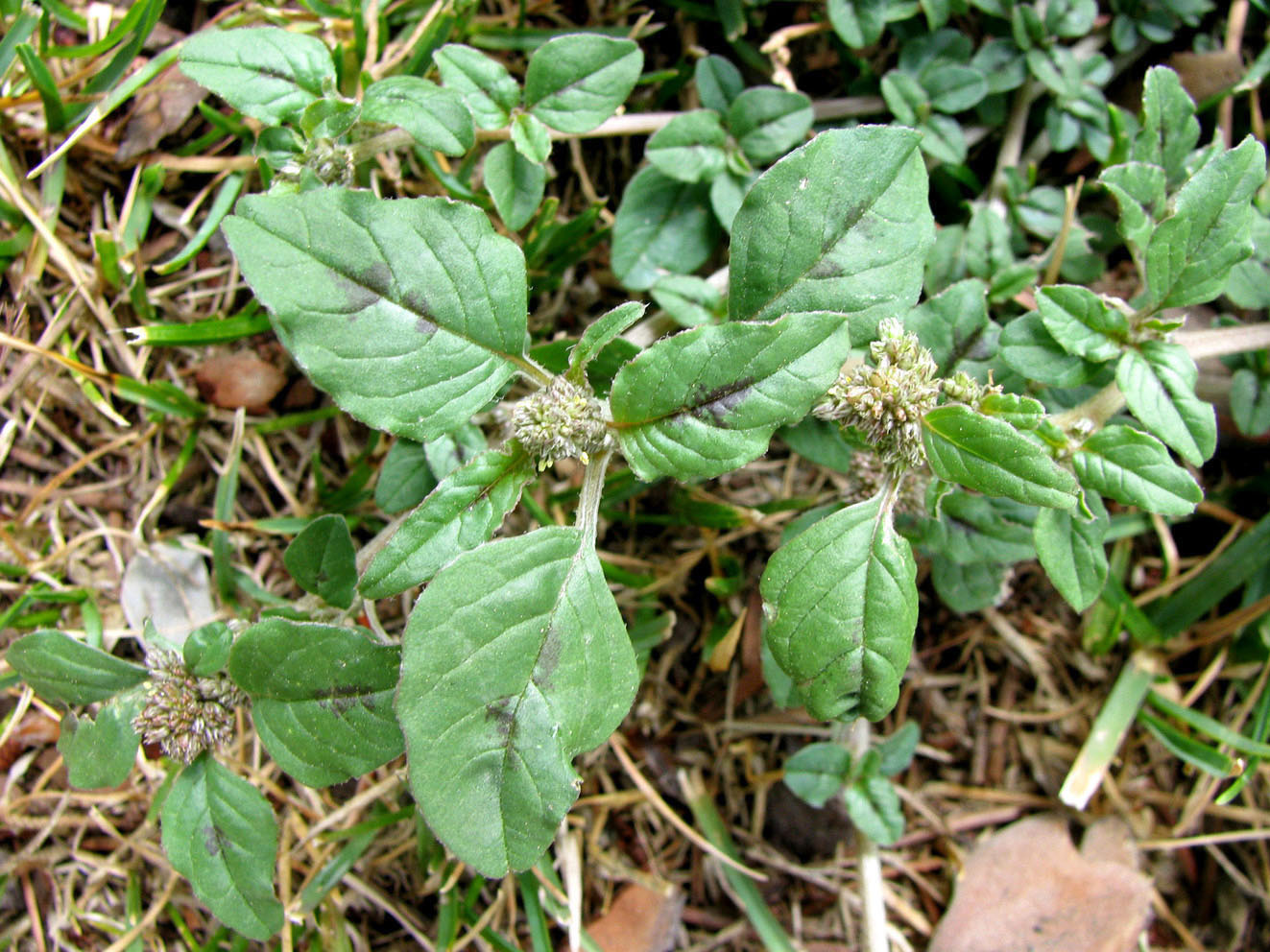 Изображение особи Amaranthus blitum.