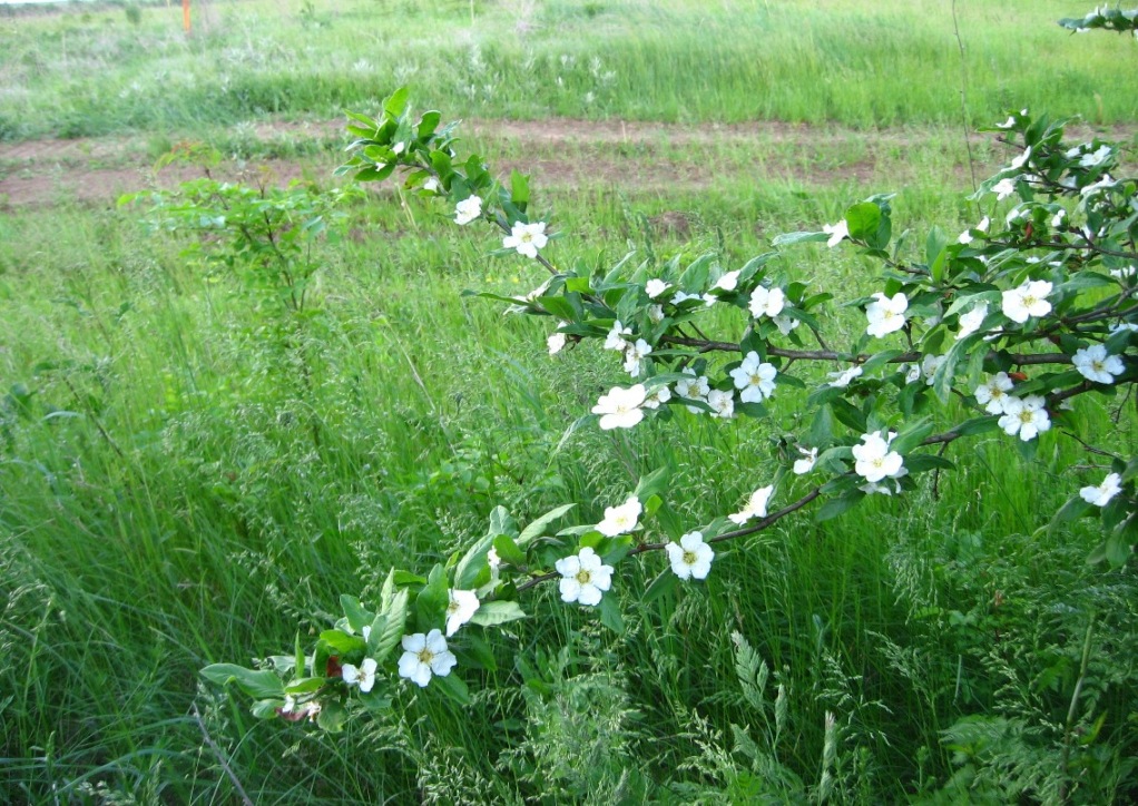 Image of Mespilus germanica specimen.