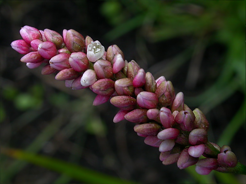 Image of Persicaria maculosa specimen.