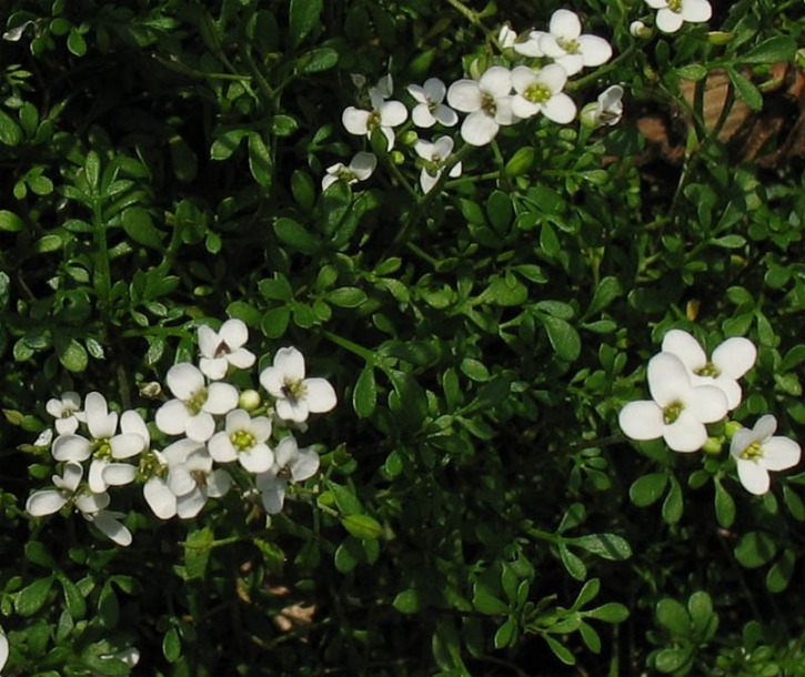 Image of Pritzelago alpina ssp. auerswaldii specimen.