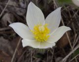 Pulsatilla orientali-sibirica