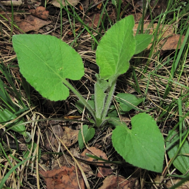 Image of Viola collina specimen.