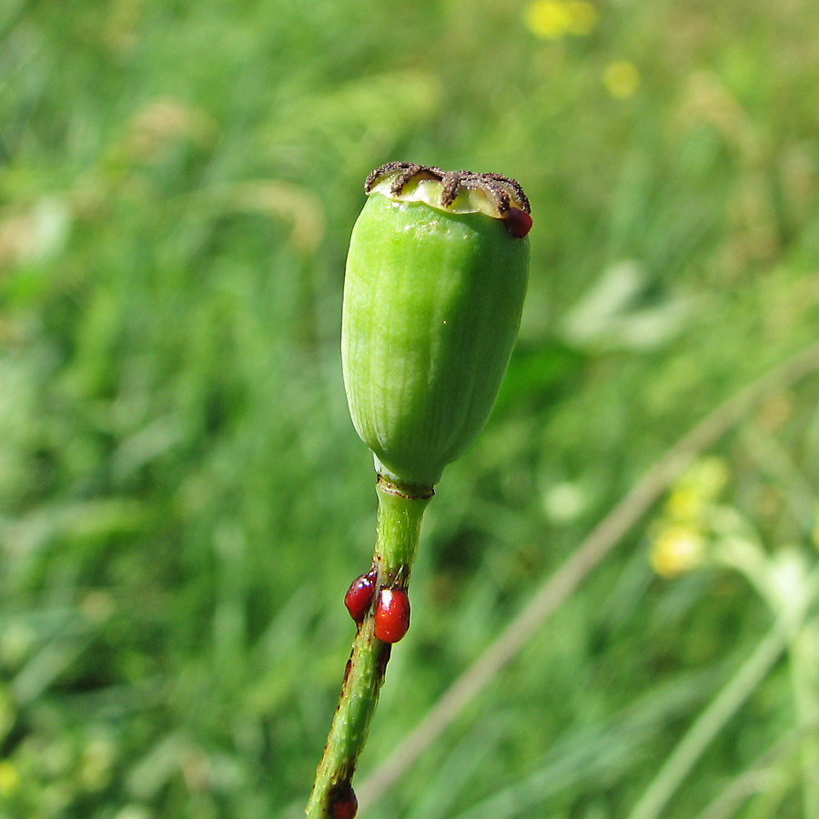 Image of Papaver stevenianum specimen.