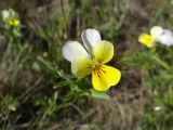Смотреть изображение Viola matutina