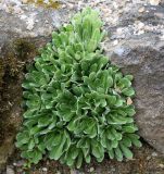 Saxifraga cotyledon. Вегетативные побеги на склоне северной экспозиции. Германия, г. Krefeld, Ботанический сад. 08.06.2013.