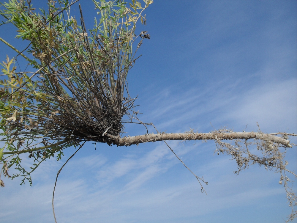 Image of Pimpinella tragium specimen.