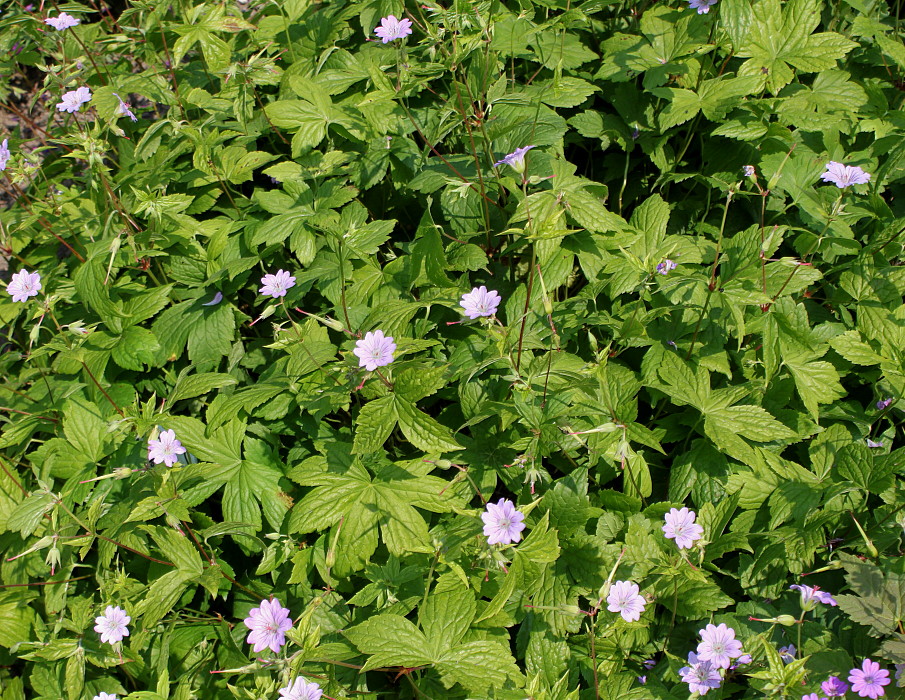 Изображение особи Geranium nodosum.