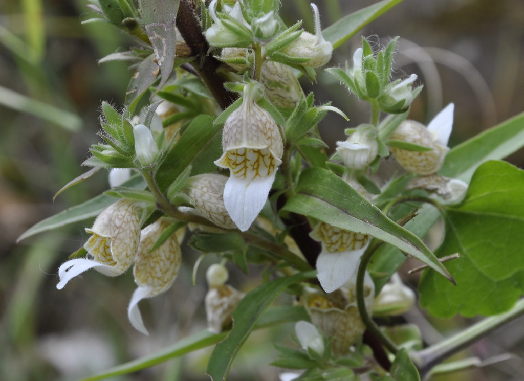 Image of Digitalis lanata specimen.