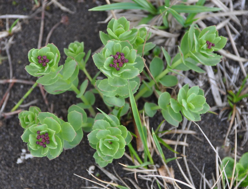 Image of Rhodiola integrifolia specimen.