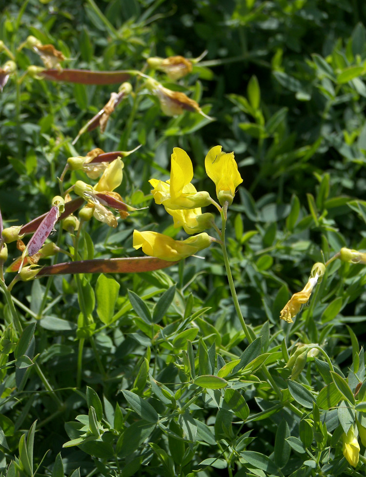 Image of Lathyrus pratensis specimen.