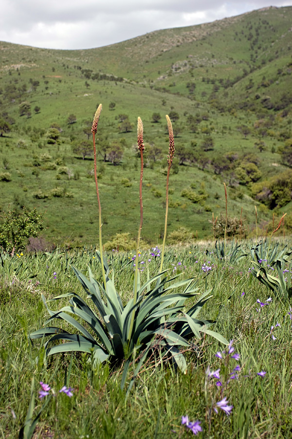 Image of Eremurus regelii specimen.