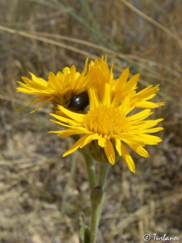 Изображение особи Inula oculus-christi.