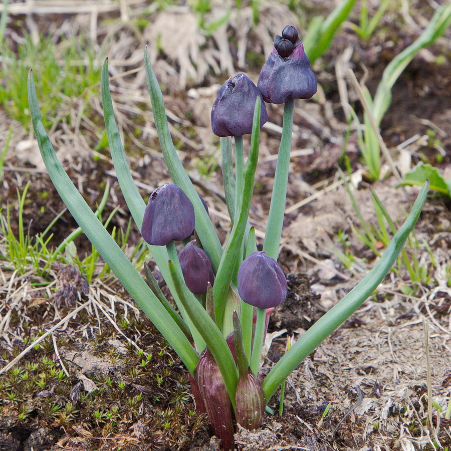 Image of Allium atrosanguineum specimen.