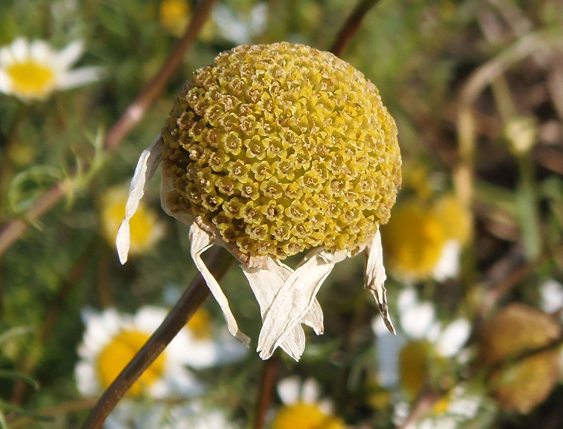 Image of Tripleurospermum inodorum specimen.