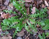 Capsella bursa-pastoris