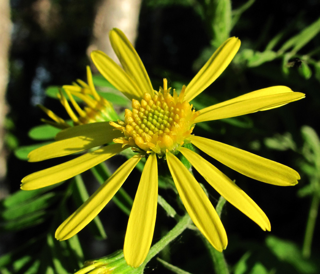 Image of Tephroseris integrifolia specimen.